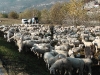Sheeps