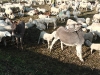 Donkeys