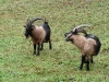 green grass goats