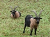 good goats